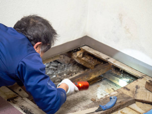 Best Mold Testing and Inspection Services in Solon, IA