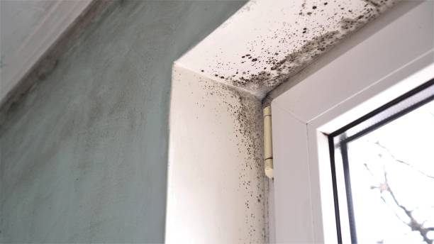 Best Emergency Mold Remediation in Solon, IA