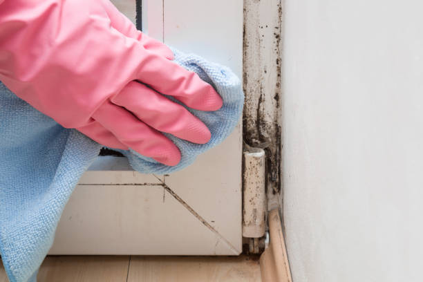 Best Post-Flood Mold Remediation in Solon, IA